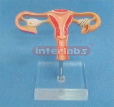 NATURAL UTERUS WITH LUXURY BASE